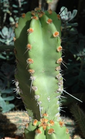 Neoraimondia_roseiflora